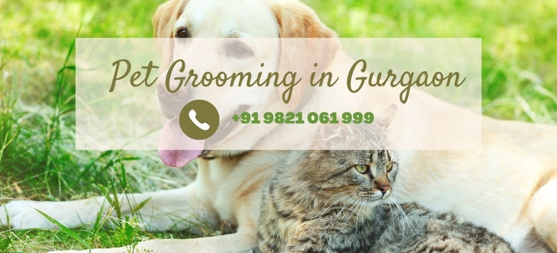 Dog Grooming & Cat Grooming Services